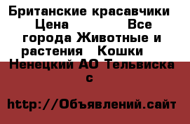 Британские красавчики › Цена ­ 35 000 - Все города Животные и растения » Кошки   . Ненецкий АО,Тельвиска с.